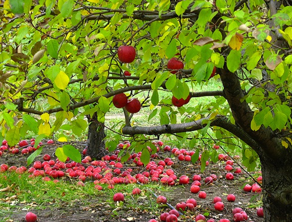 apples apples